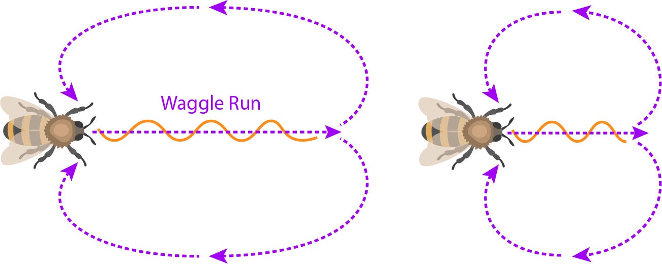 waggle dance distance