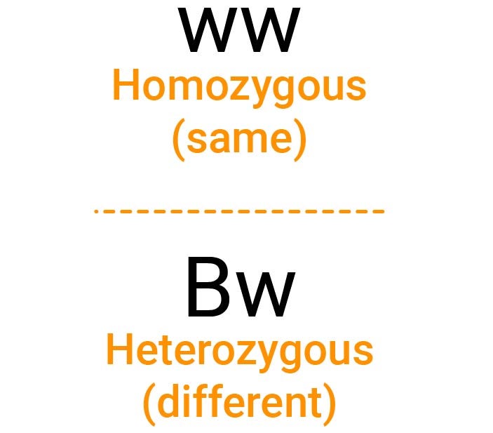 The genotype ww in a box with the words homozygous (same) written beneath. The genotype Bw written in a second box with the words (heterozygous (different) written beneath.