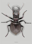 Broad-winged Manticora image