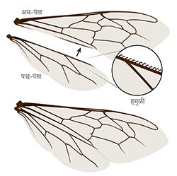 Bee wing anatomy
