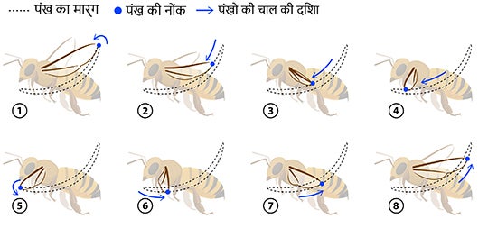 Bee flight wing path