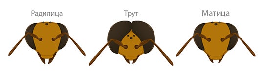 Bee head comparison of worker, drone, and queen