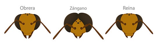 Cabezas de abejas de obrera, zangano, y reina.