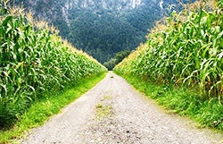 Path between corn fields.