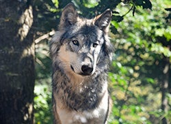 Grey wolf resting under a tree.
