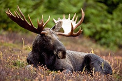 Bull moose laying in a field.