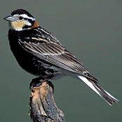 Chestnut-collared Longspur thumbnail
