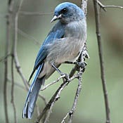 Mexican Jay thumbnail