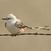 Scissor-tailed Flycatcher thumbnail