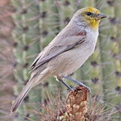 bird-image