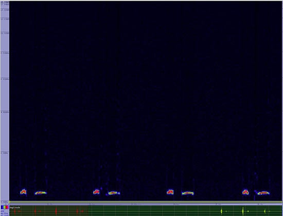 bird sonogram