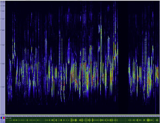 bird sonogram