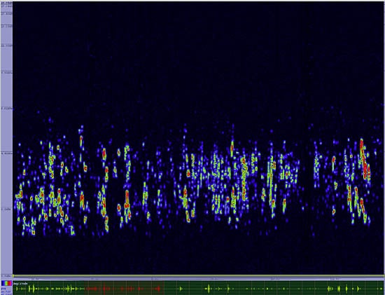 bird sonogram