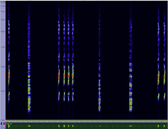bird sonogram