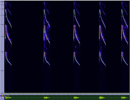 bird sonogram