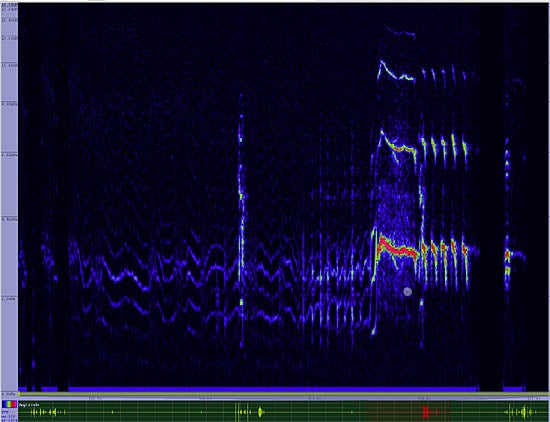 bird sonogram
