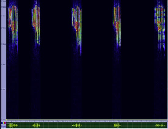 bird sonogram