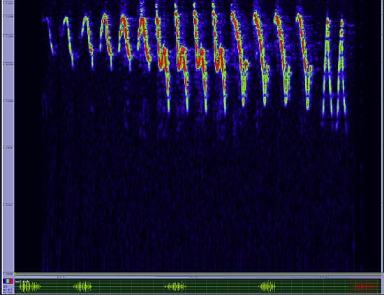 bird sonogram