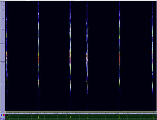 bird sonogram