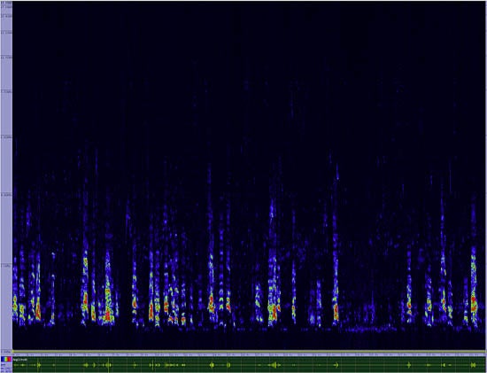bird sonogram