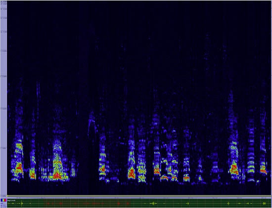 bird sonogram