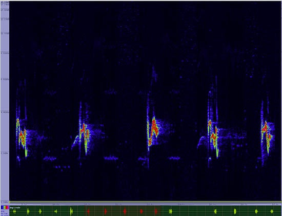 bird sonogram