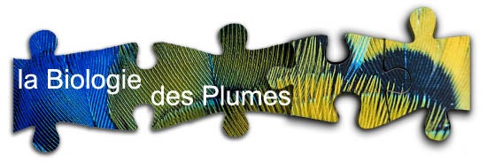 La biologie des plumes