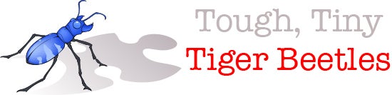 Redoutables et Minuscules Cicindèles
