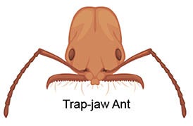 Trap-jaw ant