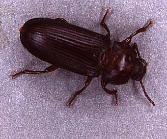 Un coléoptère