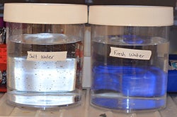 Water placed in the freezer