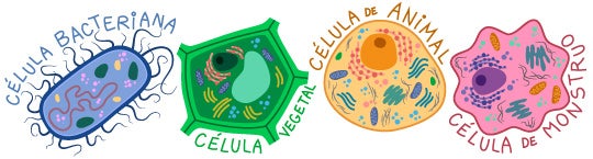 cell types