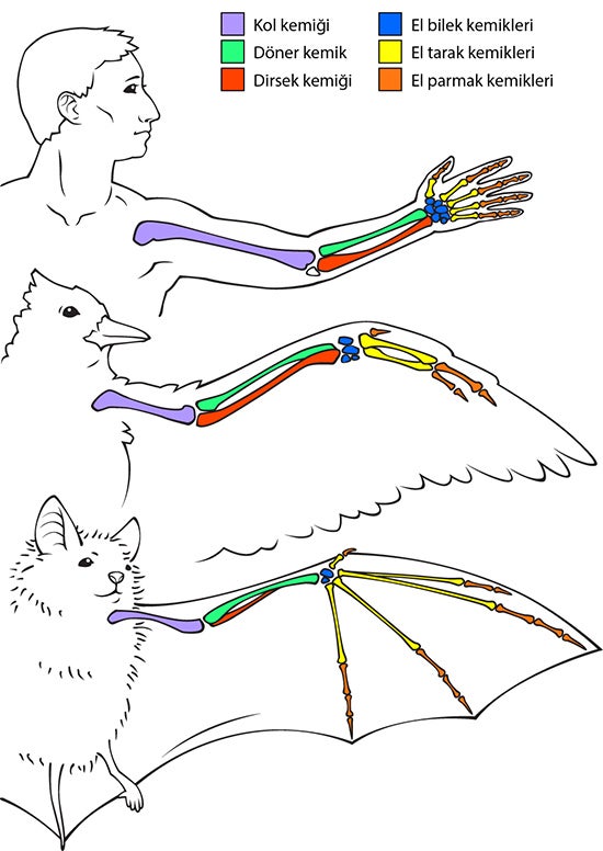 bone comparison illustration
