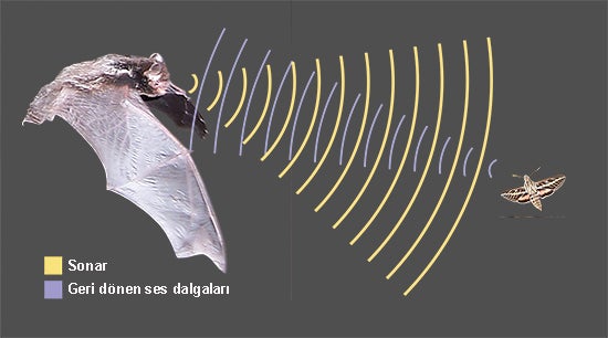 bat echolocation