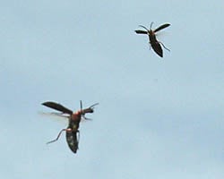 Flying blister beetles