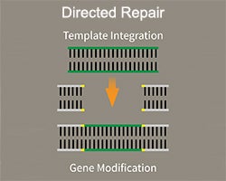 Figure showing directed repair gene editing
