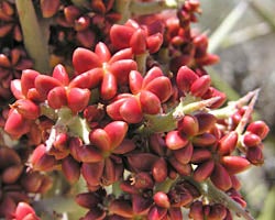 Crucifixion thorn fruit