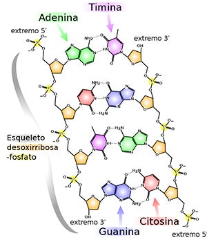 Chemical stucture of DNA