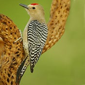Gila Woodpecker
