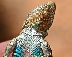 Tree lizard dulap colors