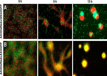 Amoebas segregating