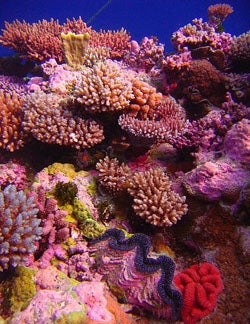 Coral Garden