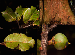Pouteria maxima