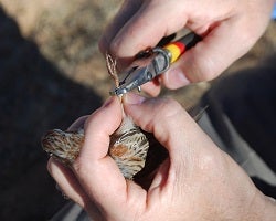 Pierre Deviche banding birds