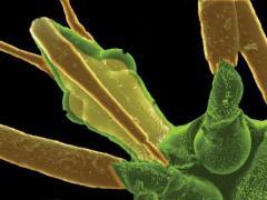Zoomed in picture of assassin bug