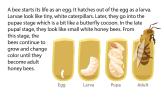 An illustration showing the stages of development of a bee, from egg to adult