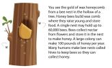 An illustration of honeycomb inside a tree hollow