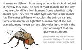 A close-up illustration of a house fly.