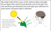 Illustration explaining reflection of certain colors.