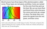 Illustration of overlapping photoreceptors in humans.